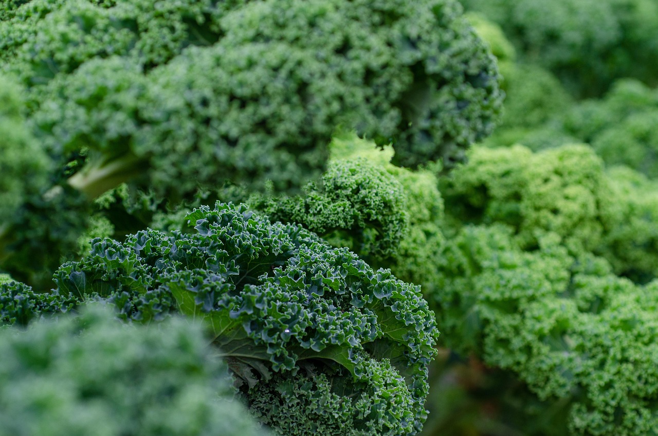 entdecken sie die welt der superfoods: lernen sie nährstoffreiche lebensmittel kennen, die ihre gesundheit unterstützen, ihr wohlbefinden steigern und ihre ernährung auf natürliche weise verbessern. tipps, rezepte und wissenswertes rund um superfoods!